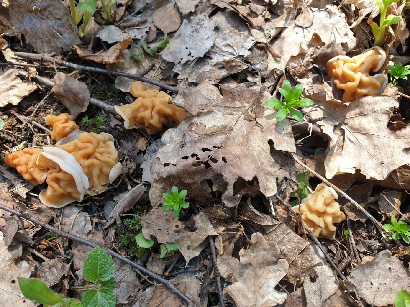 городской округ восход, грибы, лес, природа,