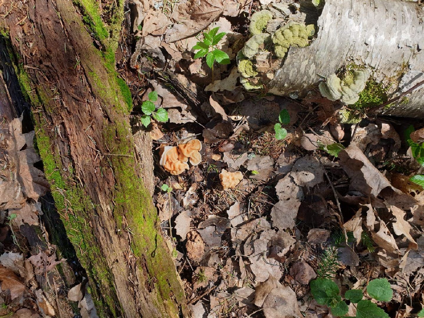 городской округ восход, грибы, лес, природа,