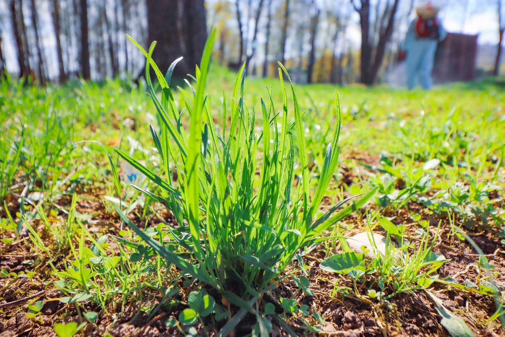 клин, общество, парки, обработка от клещей,