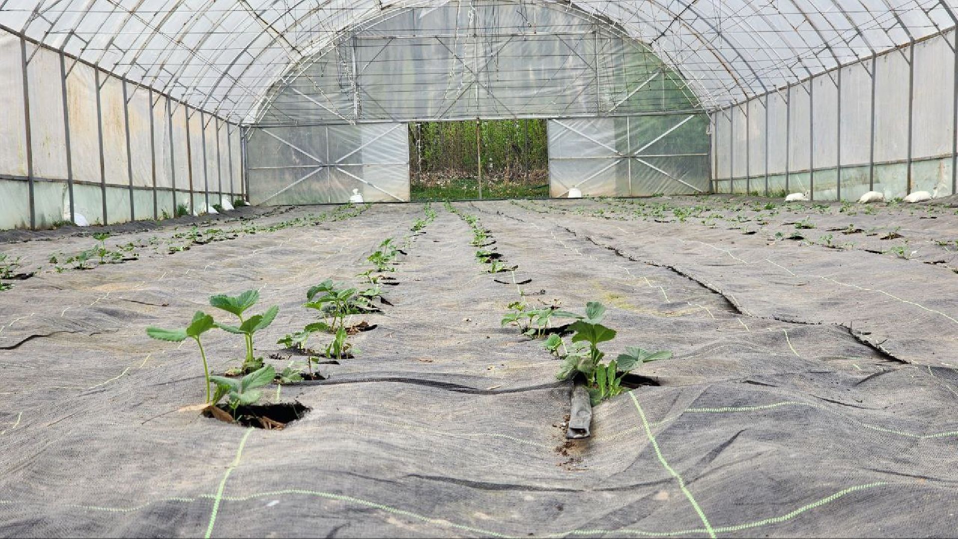 Луховицы, Сельское хозяйство,