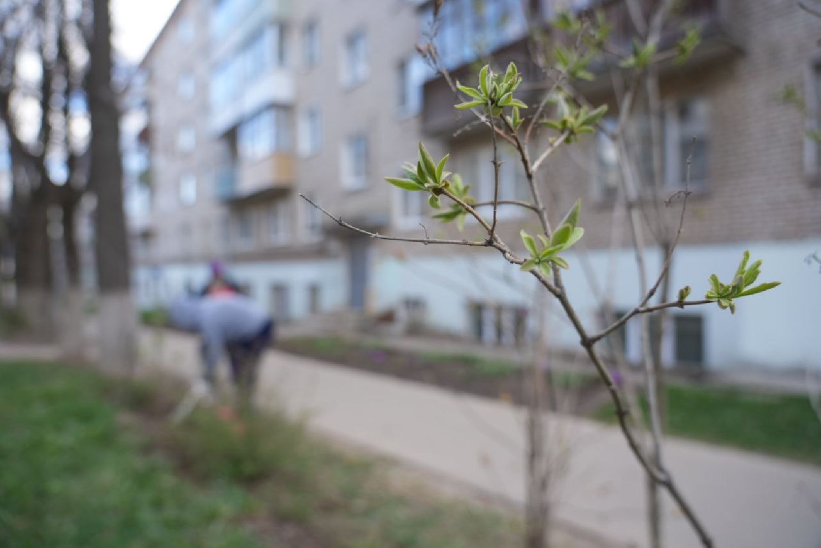 Сергиев Посад, Сергиево-Посадский городской округ, Субботник, Общество, Жители, Цветы