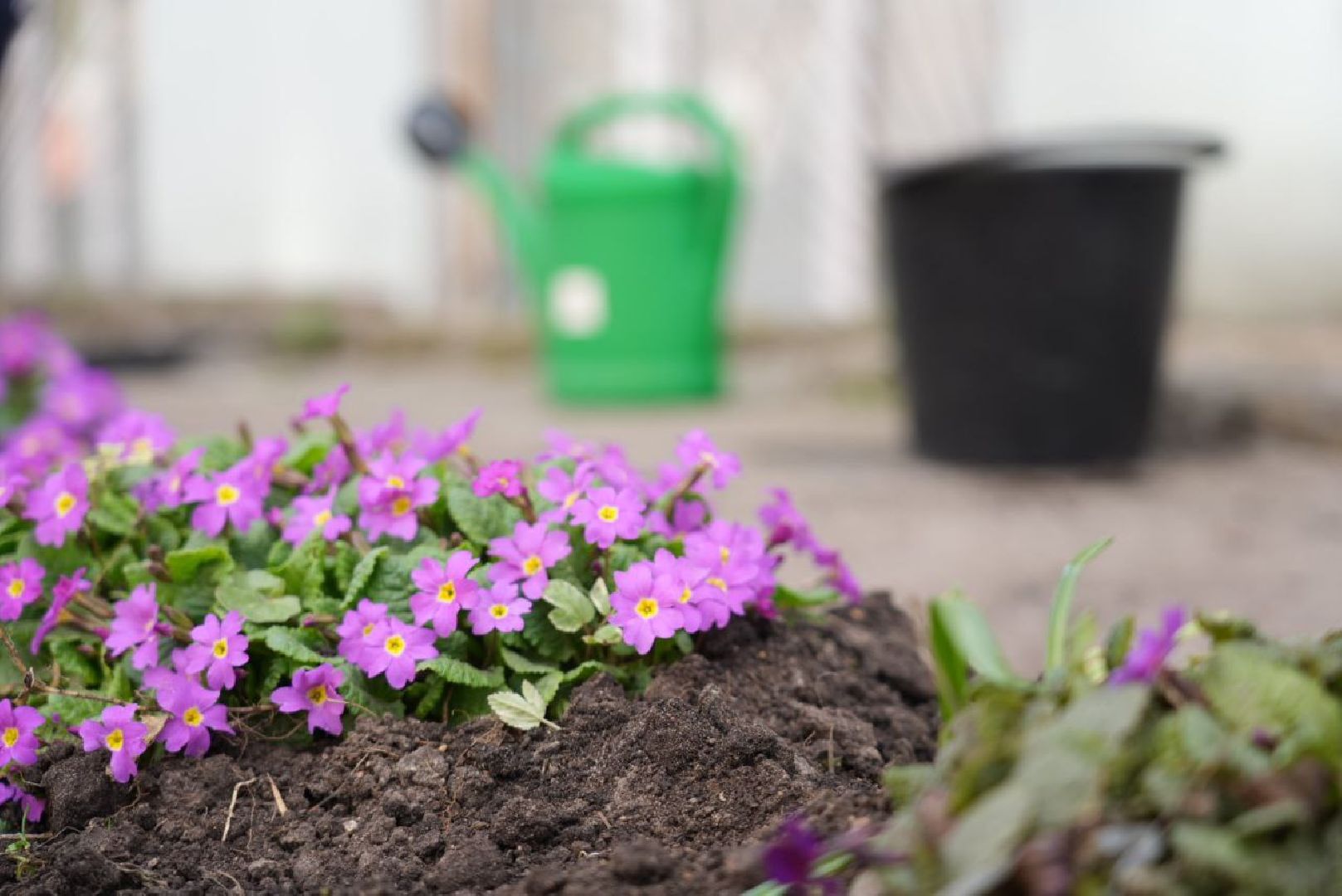 Сергиев Посад, Сергиево-Посадский городской округ, Субботник, Общество, Жители, Цветы
