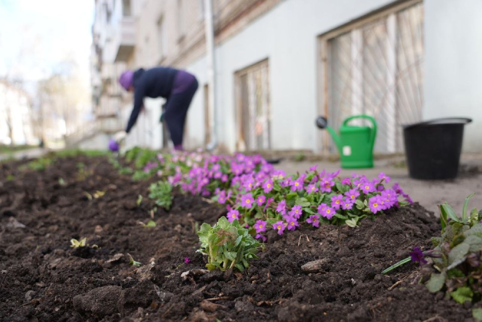 Сергиев Посад, Сергиево-Посадский городской округ, Субботник, Общество, Жители, Цветы