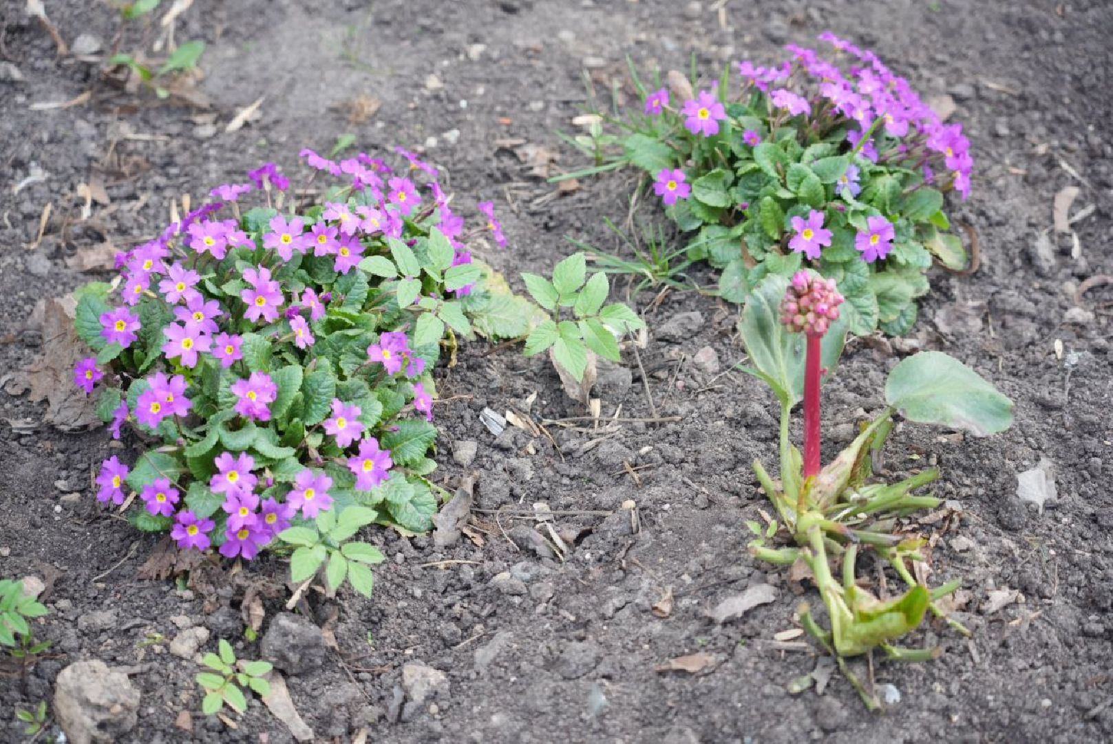 Сергиев Посад, Сергиево-Посадский городской округ, Субботник, Общество, Жители, Цветы