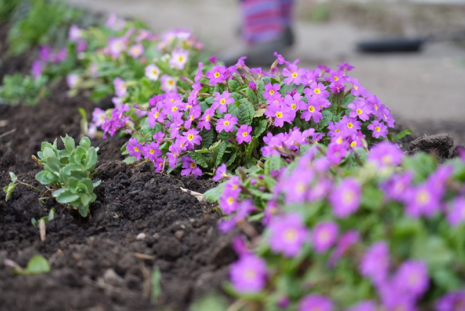 Сергиев Посад, Сергиево-Посадский городской округ, Субботник, Общество, Жители, Цветы
