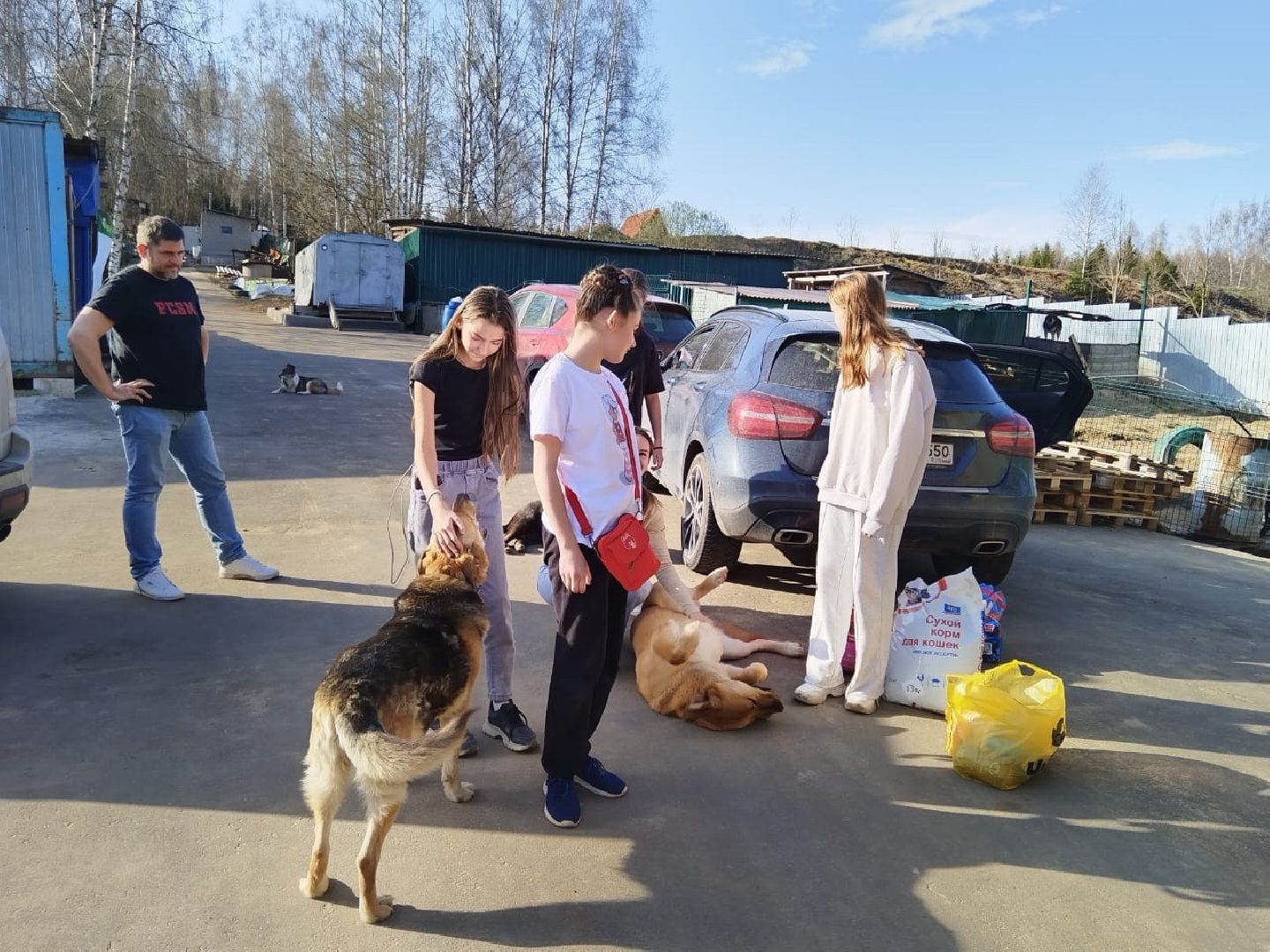пушкинский, приют для бездомных животных, кошки, собаки, волонтерская группа, нежный бизнес, корма для животных, подарки, помощь животным,