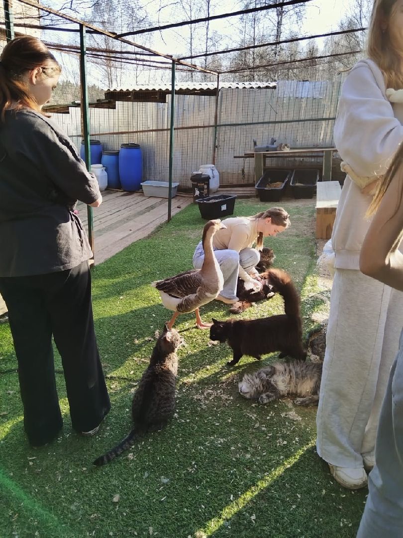 пушкинский, приют для бездомных животных, кошки, собаки, волонтерская группа, нежный бизнес, корма для животных, подарки, помощь животным,