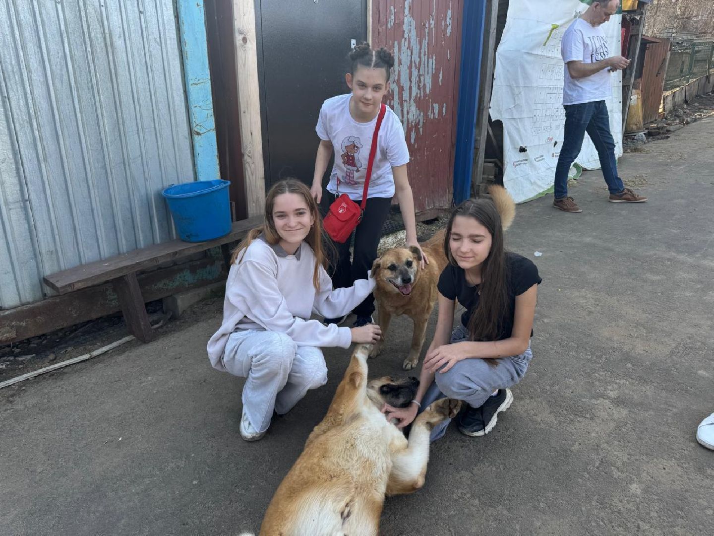 пушкинский, приют для бездомных животных, кошки, собаки, волонтерская группа, нежный бизнес, корма для животных, подарки, помощь животным,