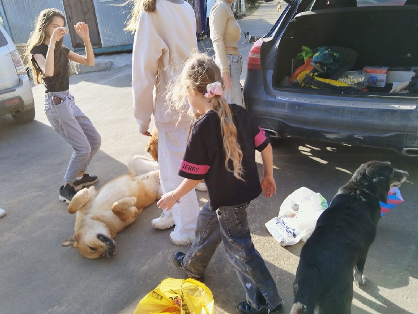 пушкинский, приют для бездомных животных, кошки, собаки, волонтерская группа, нежный бизнес, корма для животных, подарки, помощь животным,