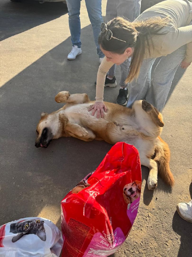 пушкинский, приют для бездомных животных, кошки, собаки, волонтерская группа, нежный бизнес, корма для животных, подарки, помощь животным,