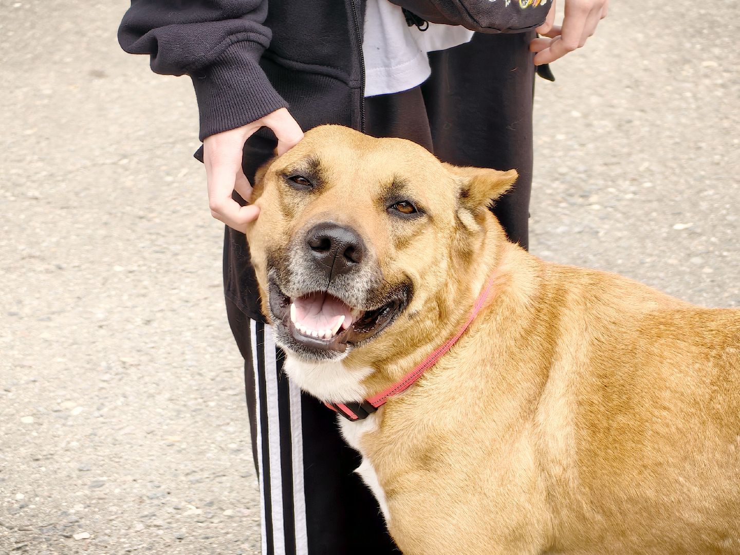 вакцинация, регистрация животных, чипирование, акция, парк,