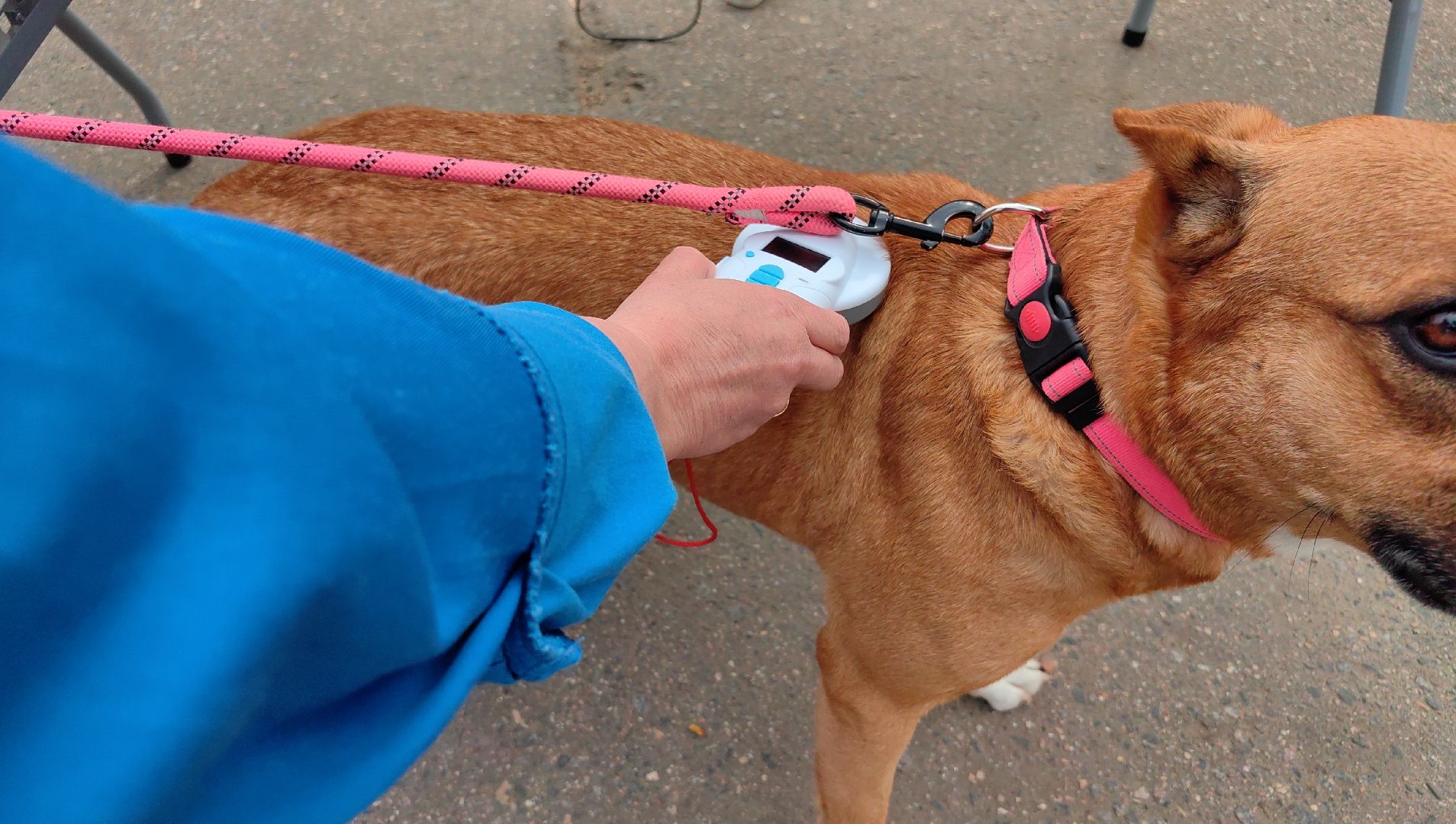 вакцинация, регистрация животных, чипирование, акция, парк,