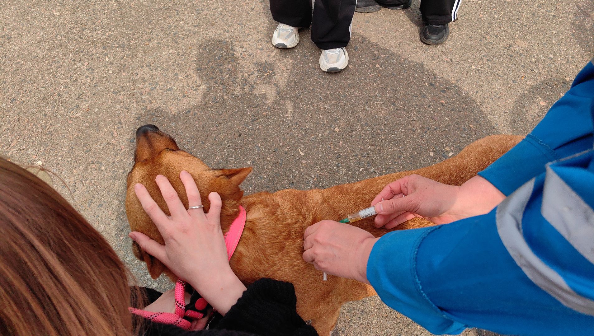 вакцинация, регистрация животных, чипирование, акция, парк,