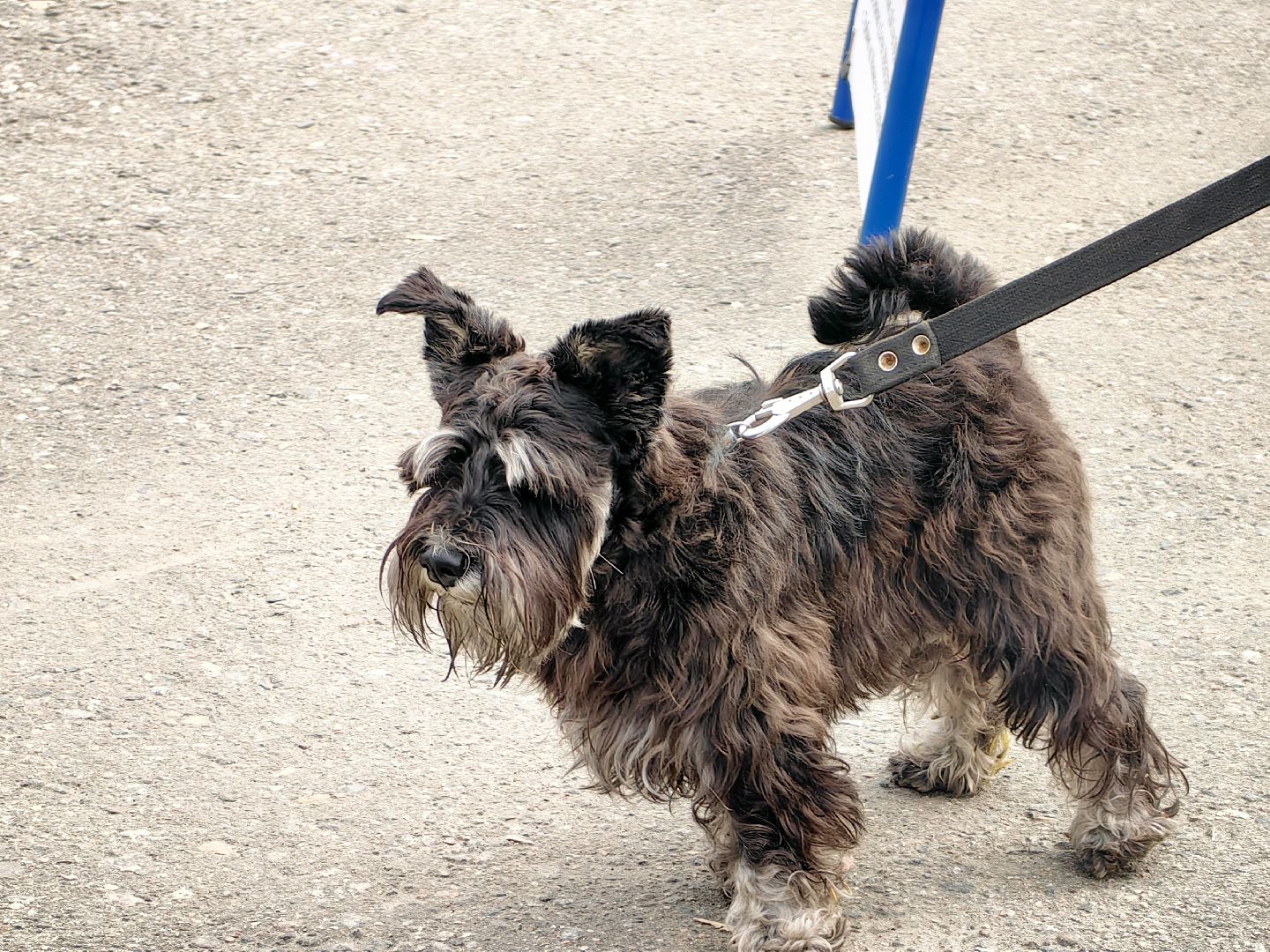 вакцинация, регистрация животных, чипирование, акция, парк,