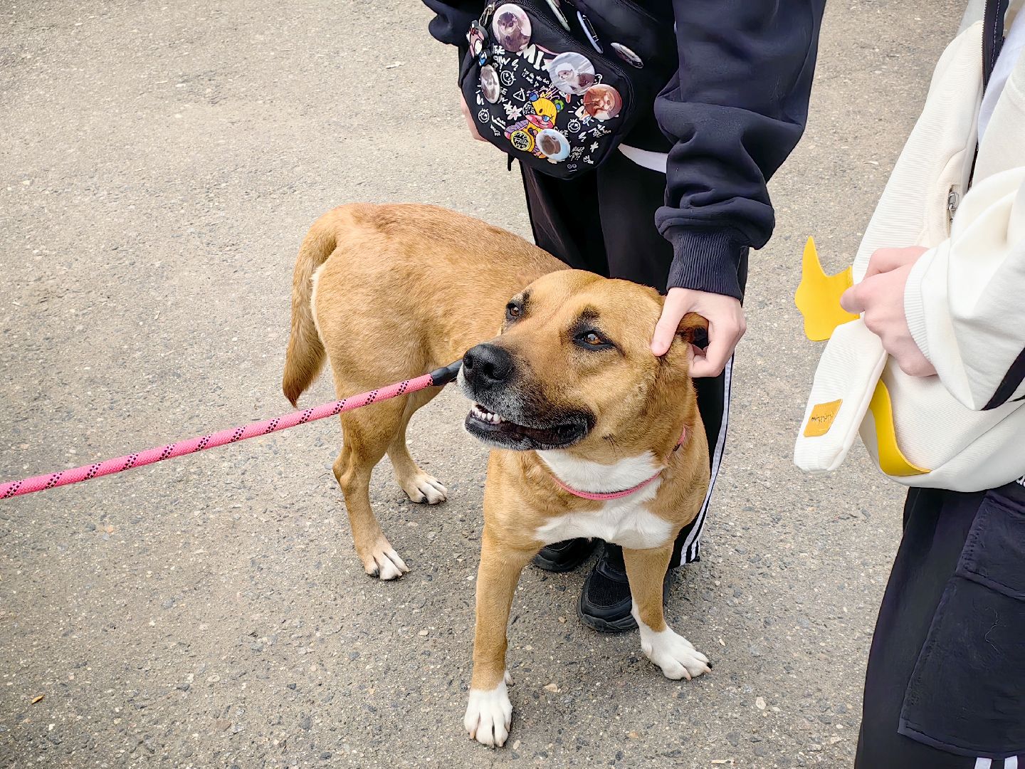 вакцинация, регистрация животных, чипирование, акция, парк,