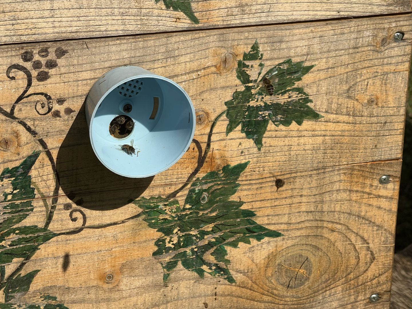 шаховская, пчеловод, пчеловодство, мёд,