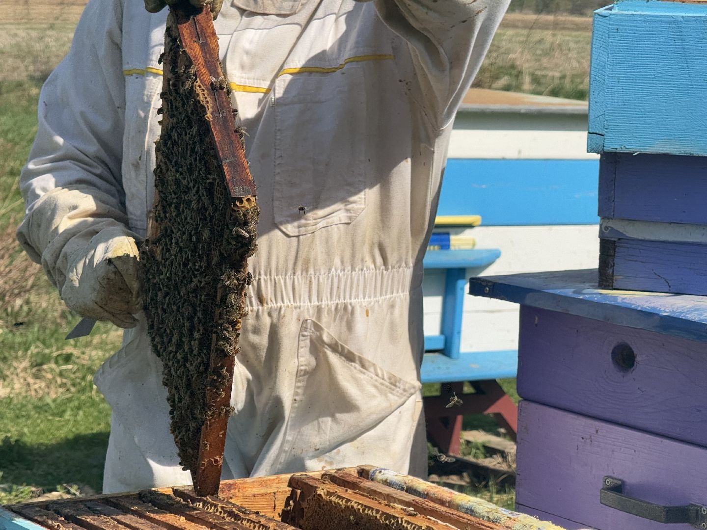 шаховская, пчеловод, пчеловодство, мёд,