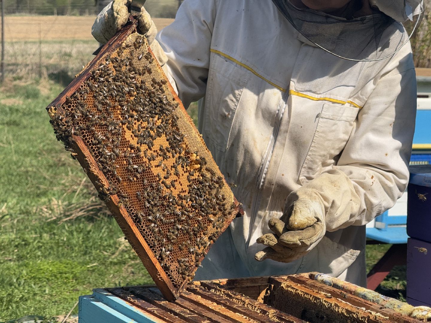 шаховская, пчеловод, пчеловодство, мёд,