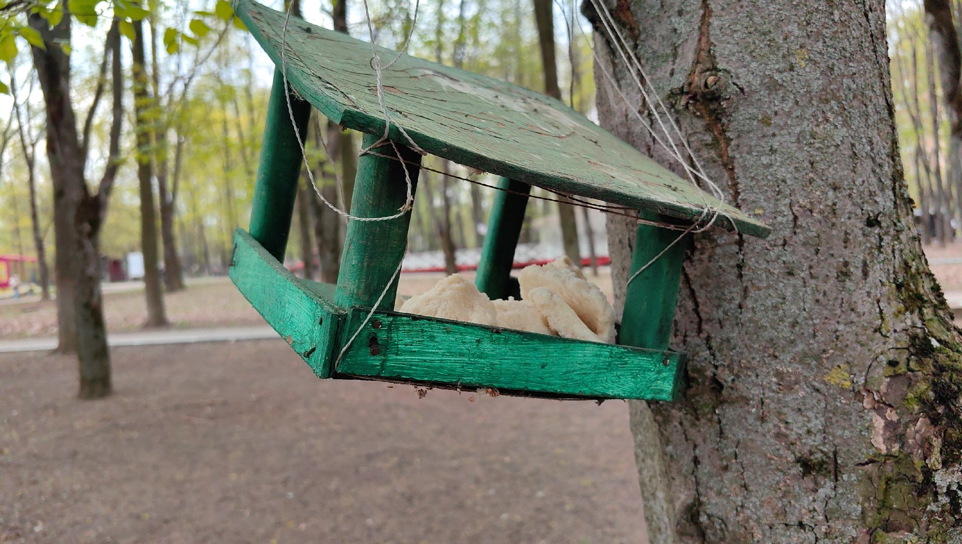 скворечник, парк, утки, птицы, корм для уток, кормушки,