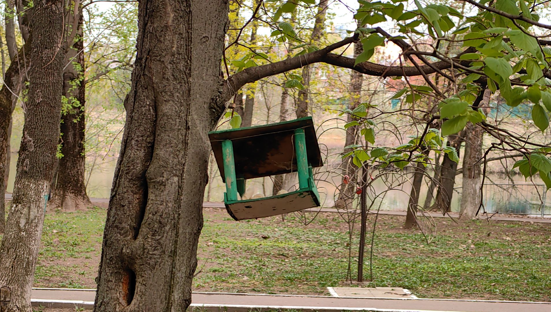 скворечник, парк, утки, птицы, корм для уток, кормушки,