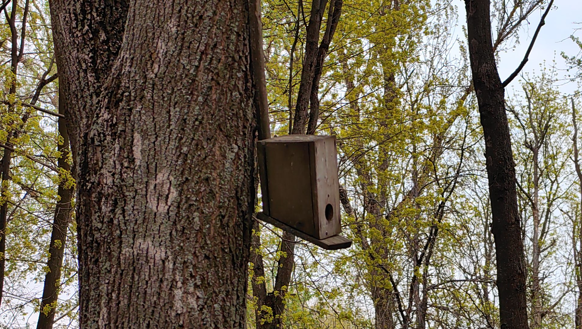 скворечник, парк, утки, птицы, корм для уток, кормушки,