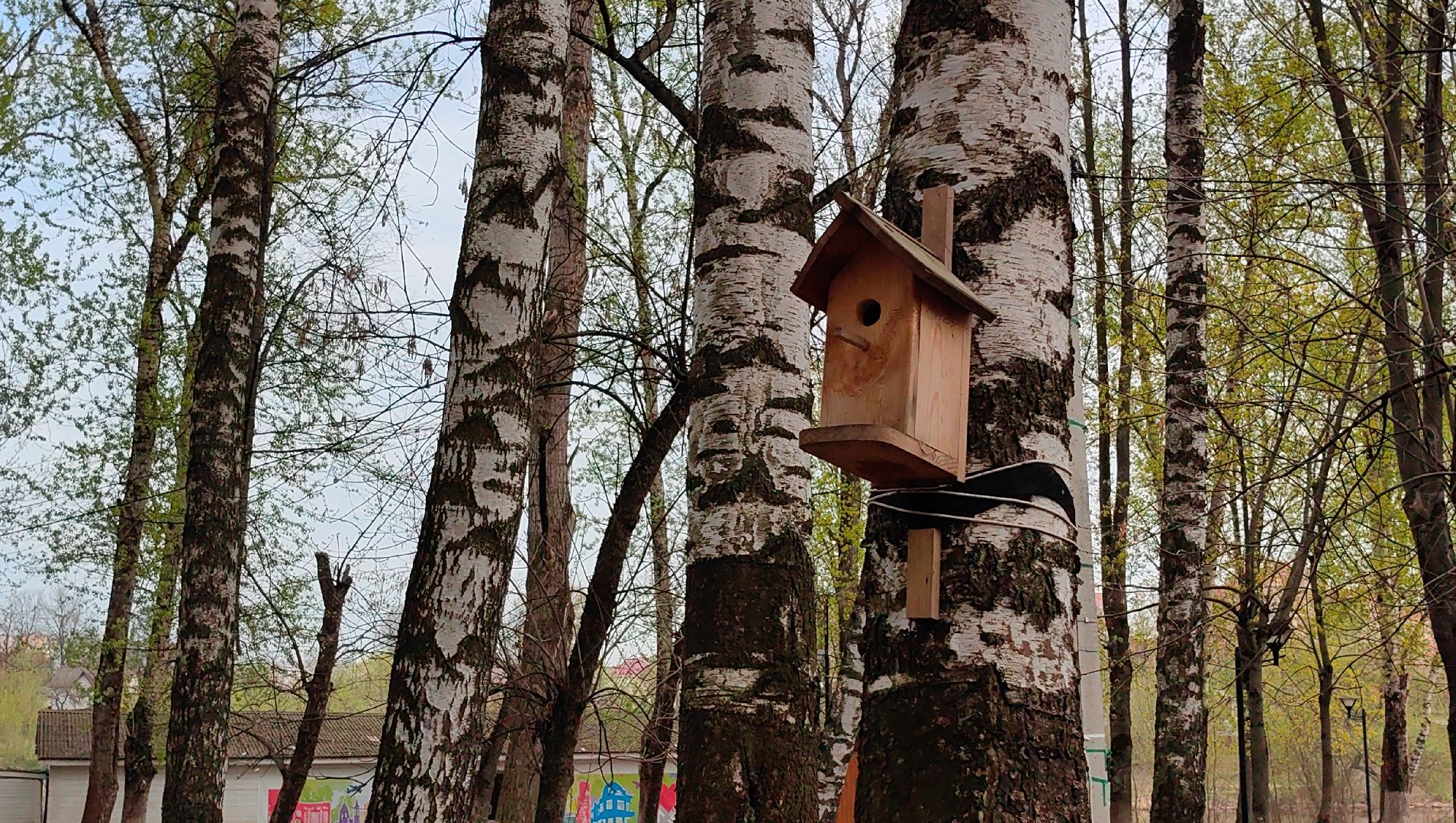 скворечник, парк, утки, птицы, корм для уток, кормушки,