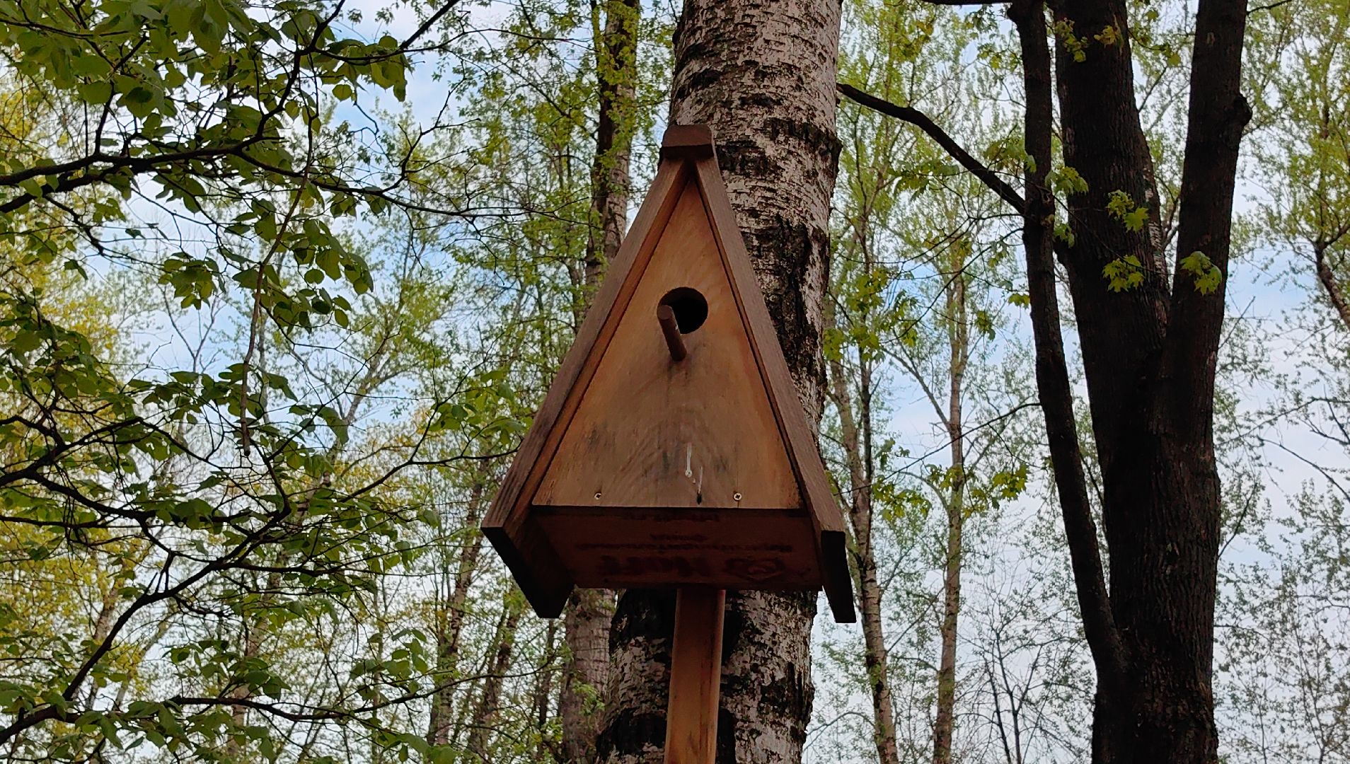 скворечник, парк, утки, птицы, корм для уток, кормушки,