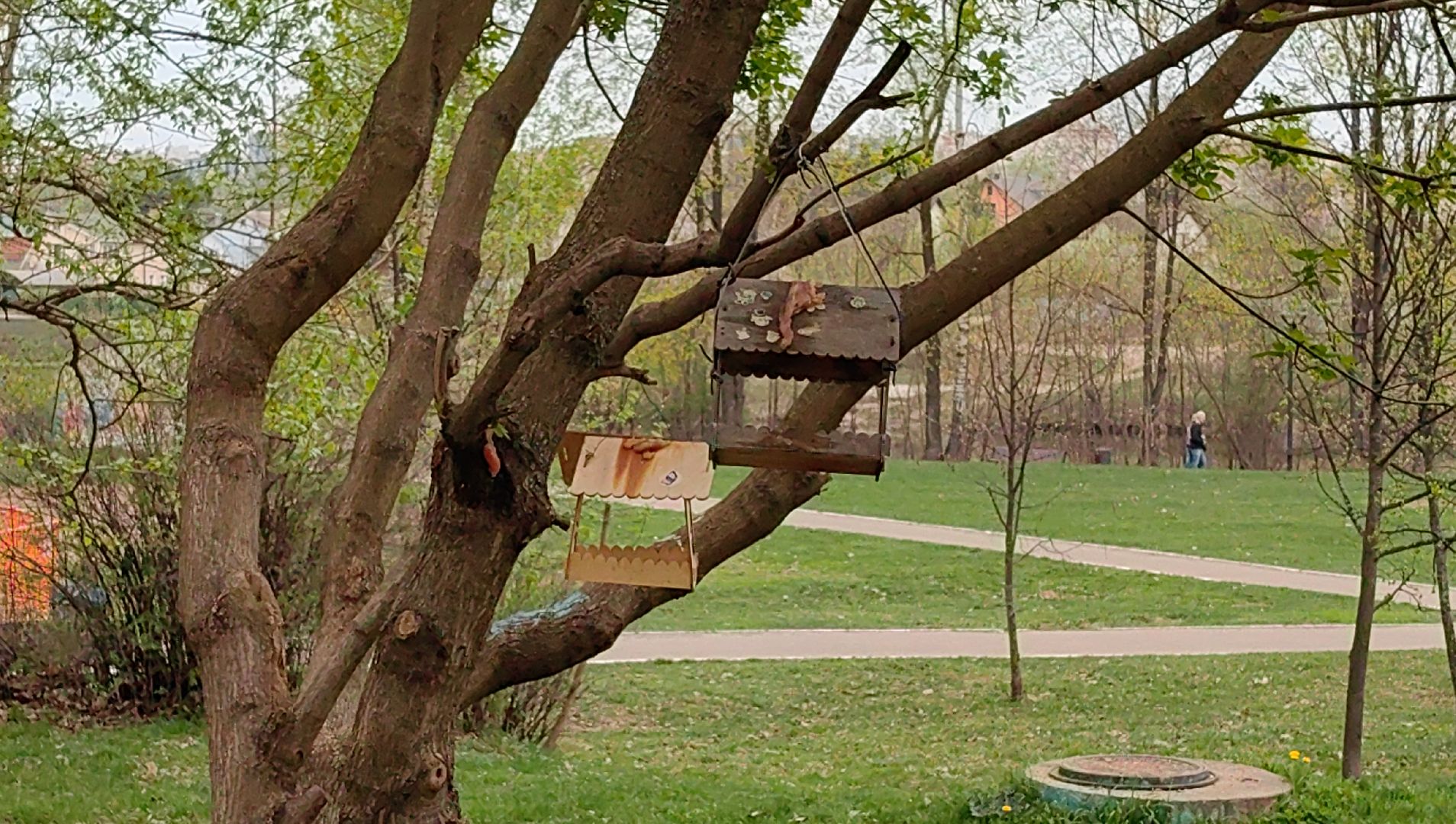 скворечник, парк, утки, птицы, корм для уток, кормушки,