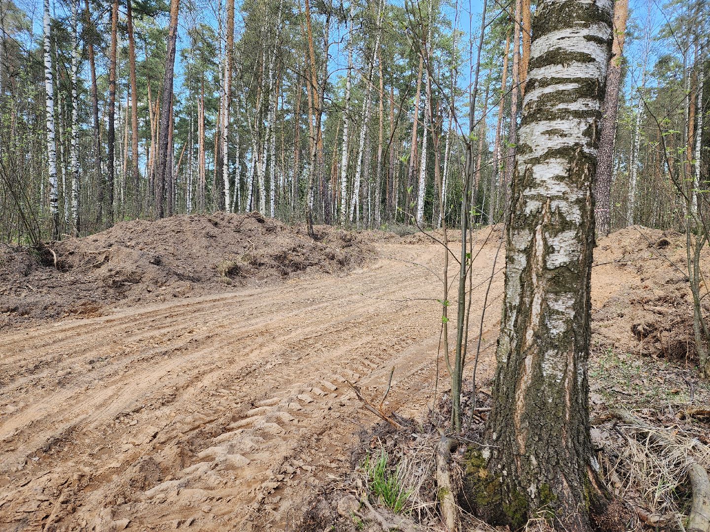 красноармейск, городской округ пушкинский, лесопарк, банный лес,