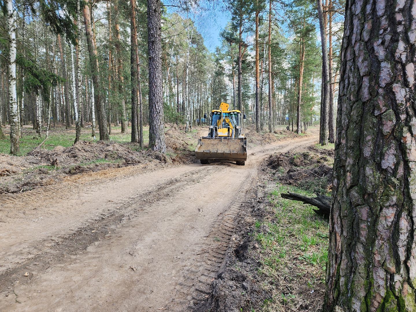 красноармейск, городской округ пушкинский, лесопарк, банный лес,
