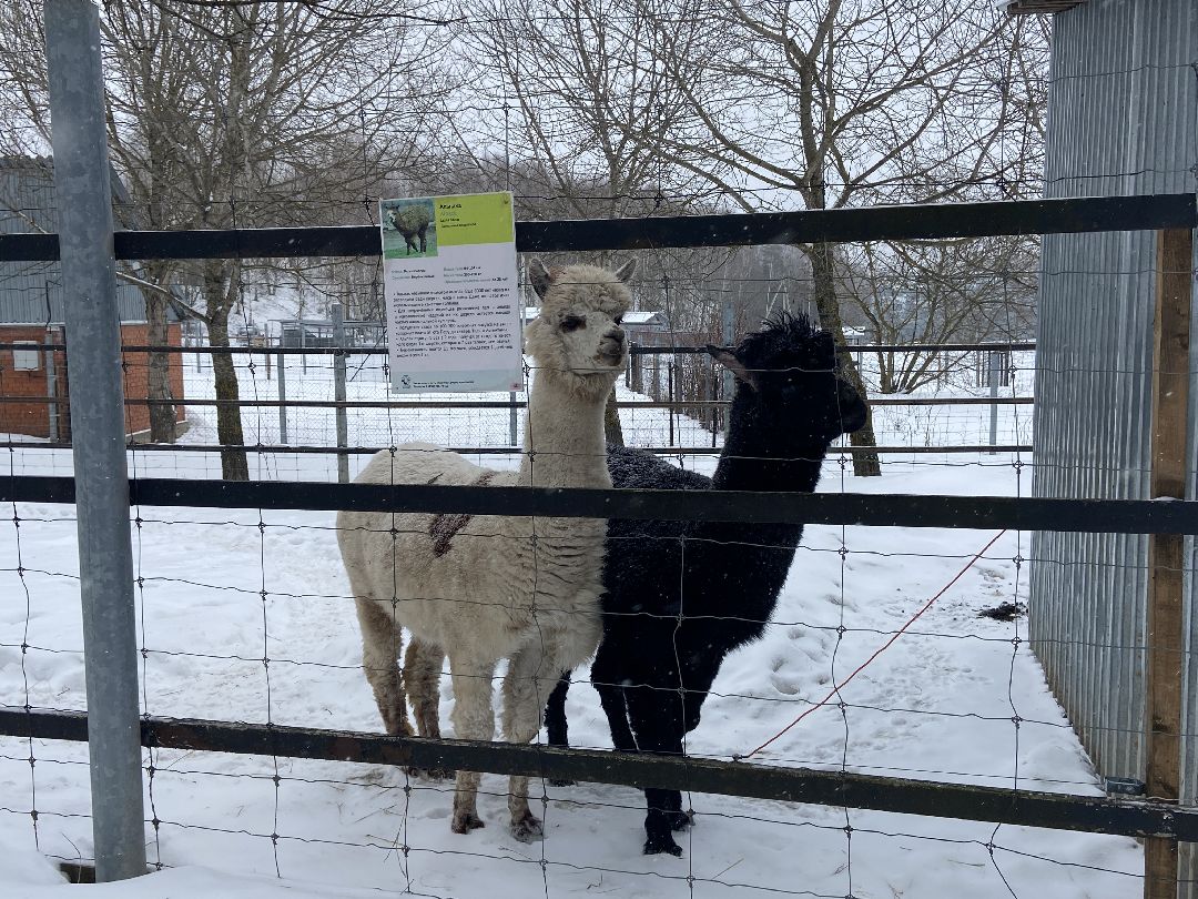 Волоколамск