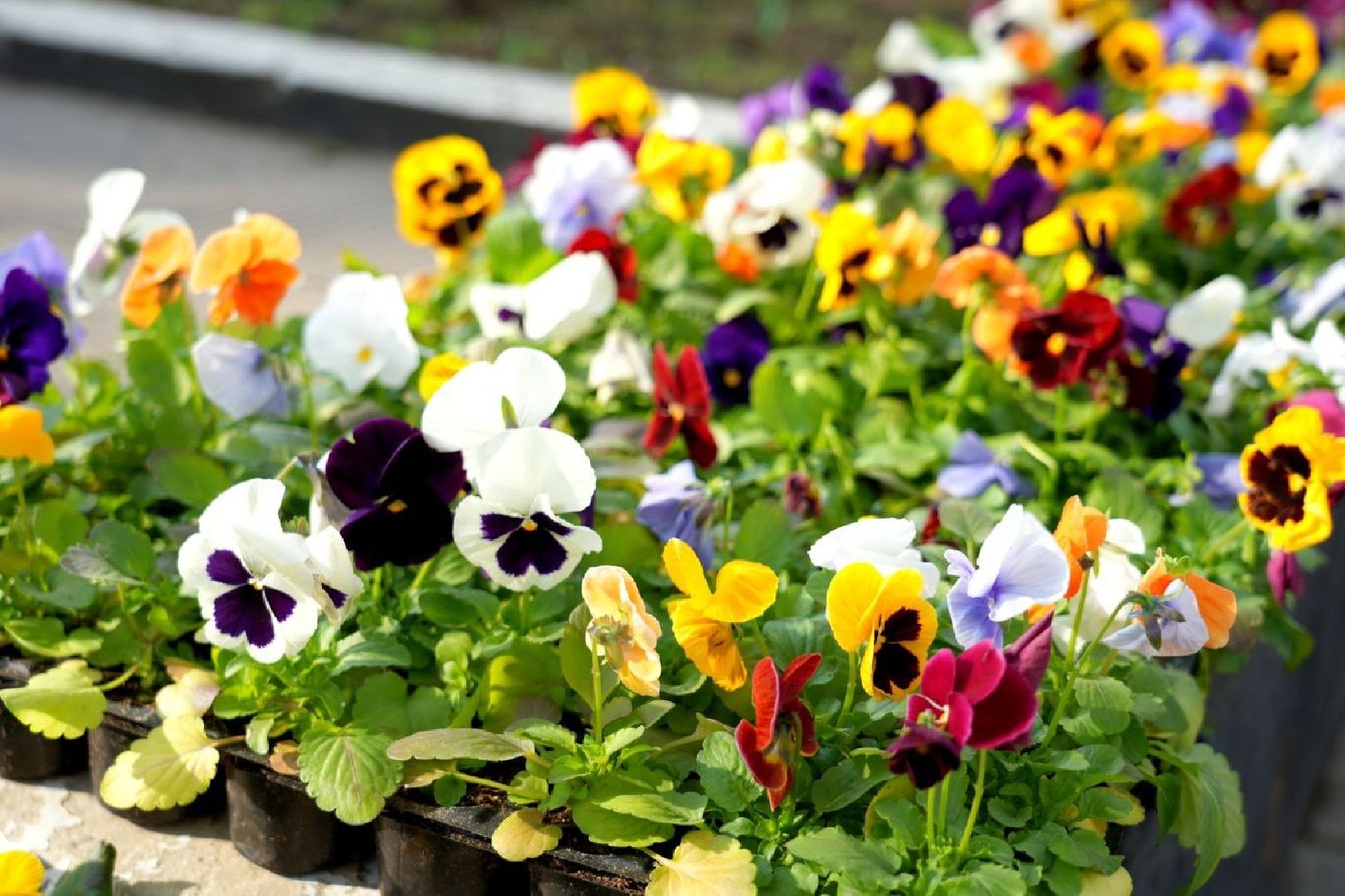 благоустройство , сергиев посад, сергиево-посадский городской округ, украшение , весна,