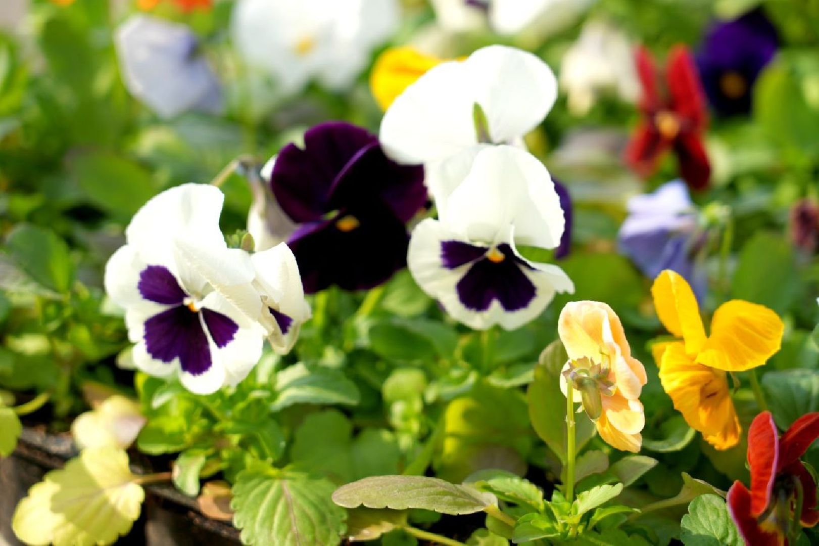 благоустройство , сергиев посад, сергиево-посадский городской округ, украшение , весна,