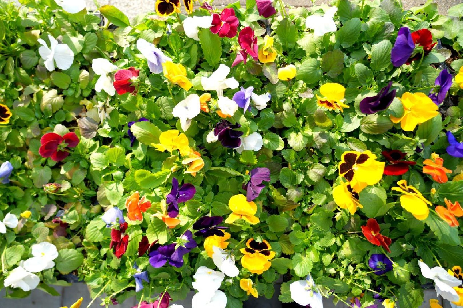 благоустройство , сергиев посад, сергиево-посадский городской округ, украшение , весна,