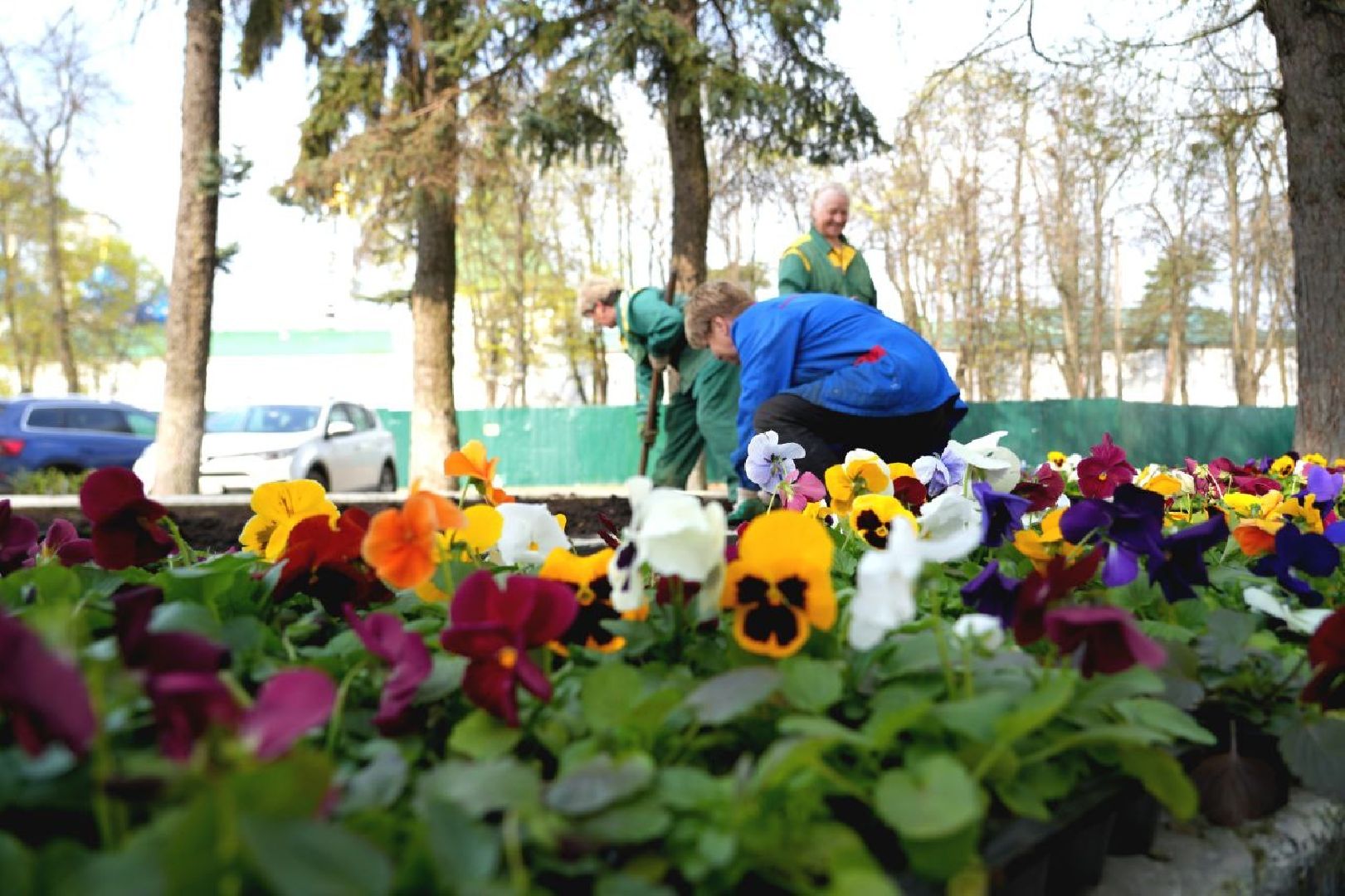 благоустройство , сергиев посад, сергиево-посадский городской округ, украшение , весна,