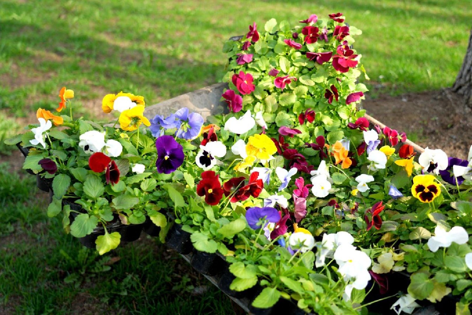 благоустройство , сергиев посад, сергиево-посадский городской округ, украшение , весна,