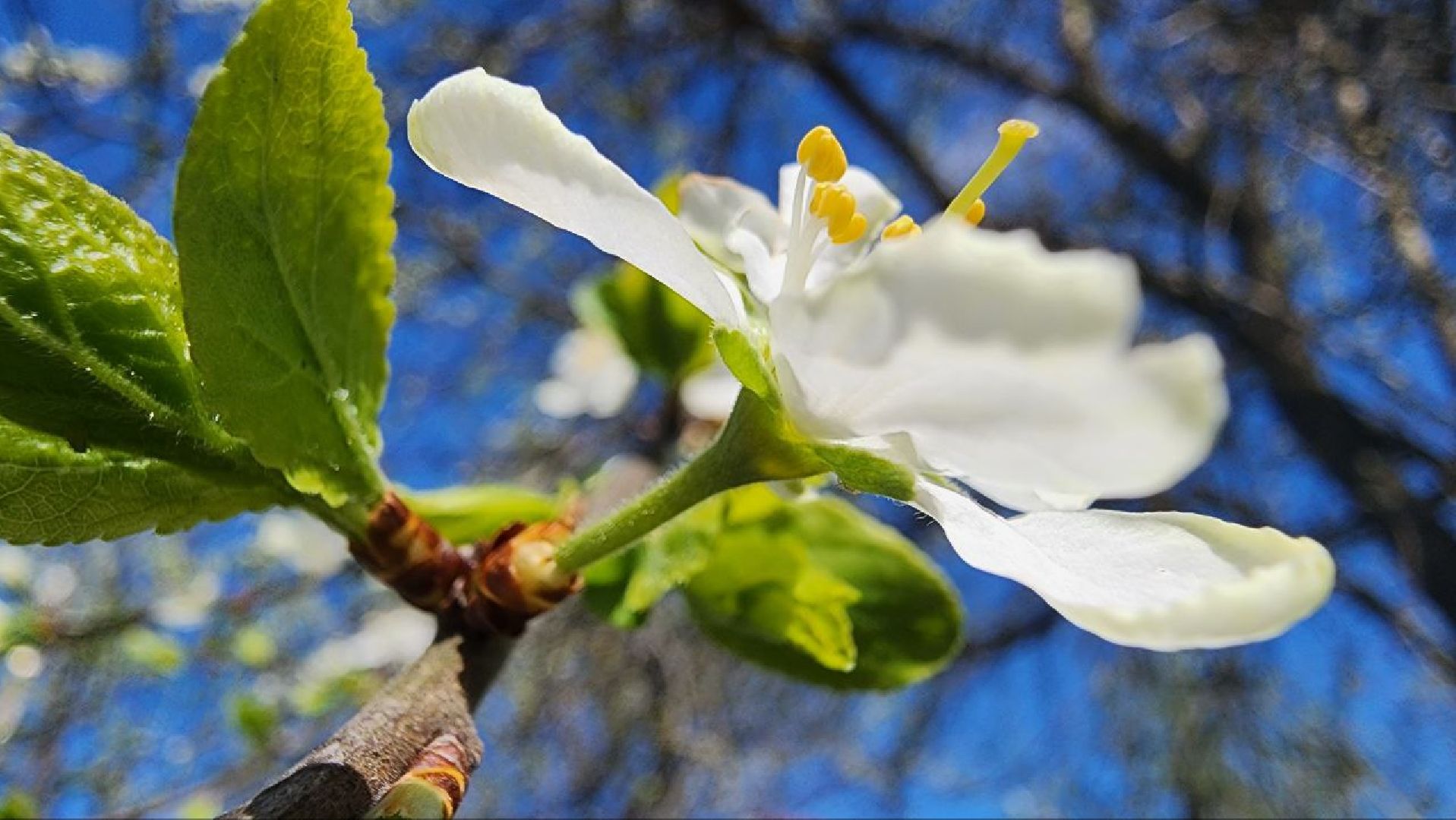солнечногорск, алабушево , ветеран вов,