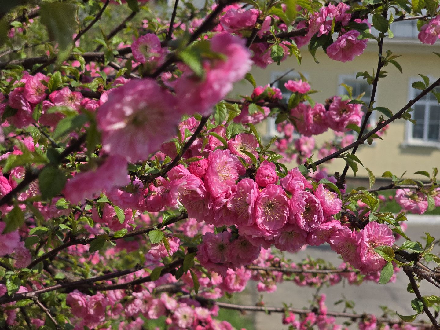 Коломна, цветение растений, майские праздники,
