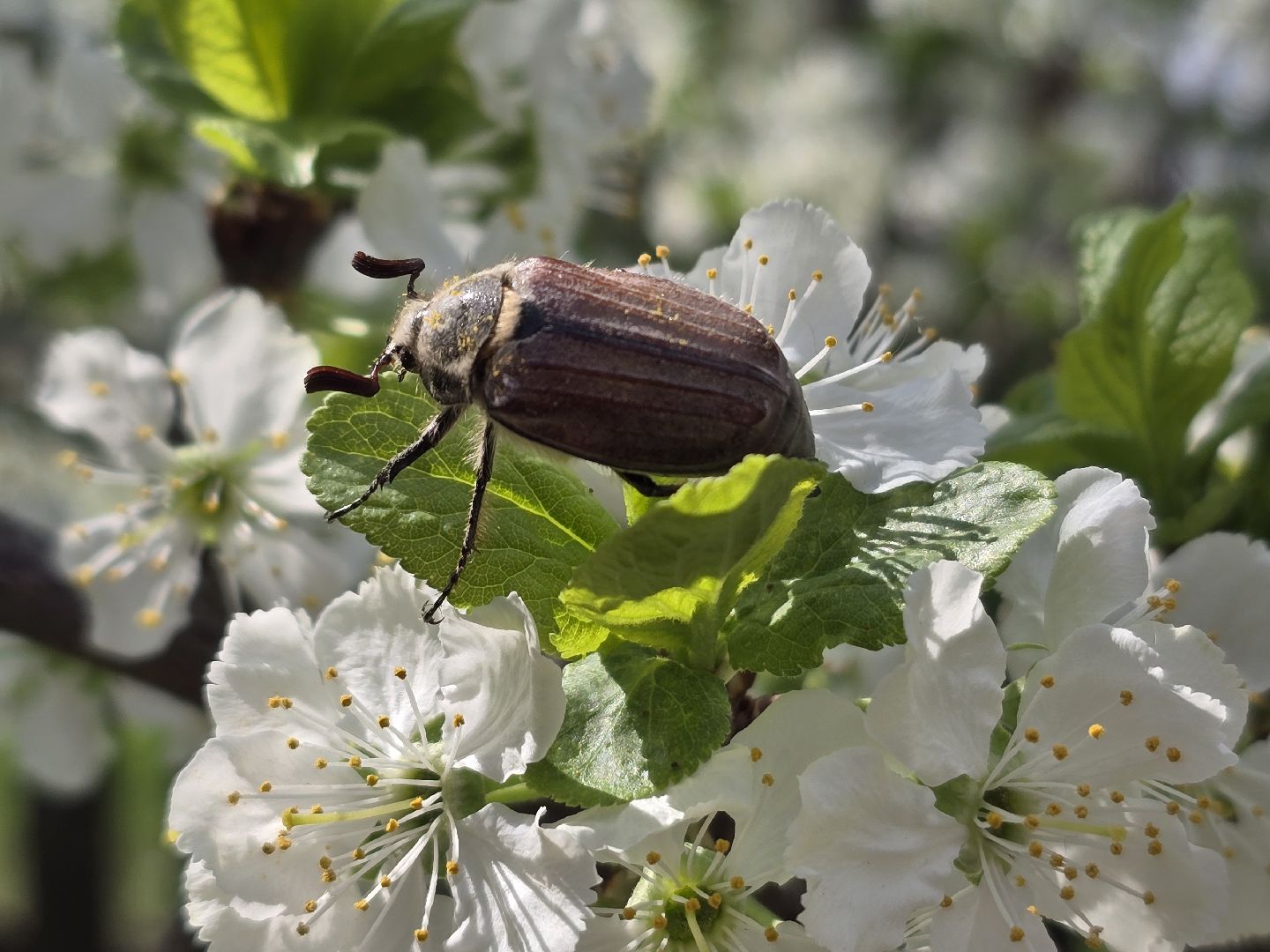 Коломна, цветение растений, майские праздники,