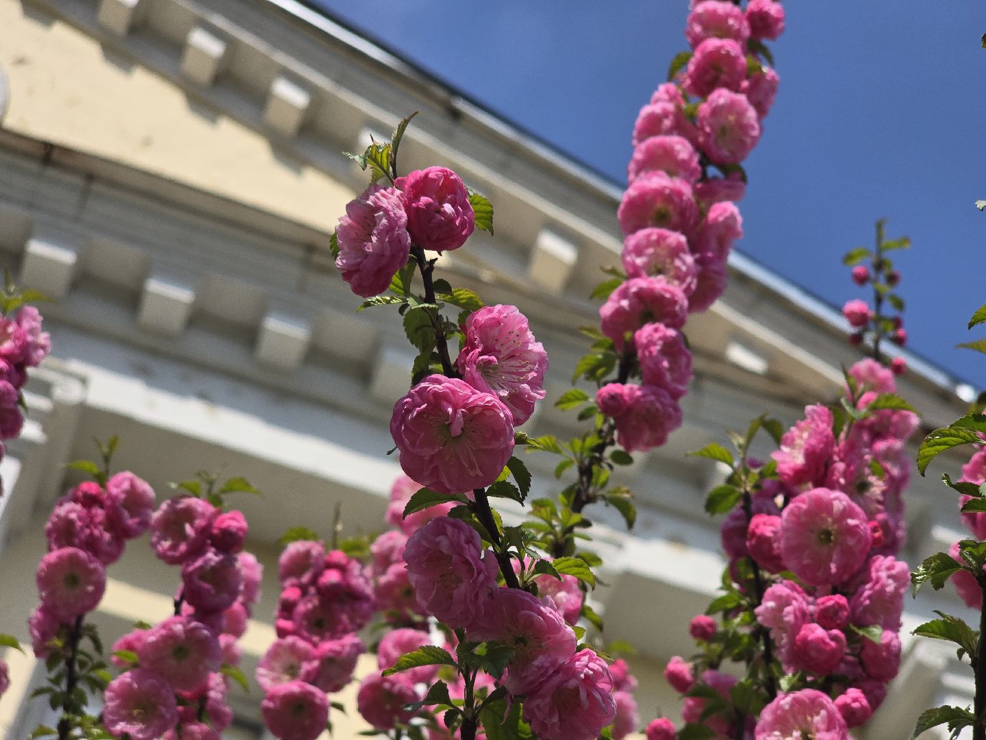 Коломна, цветение растений, майские праздники,