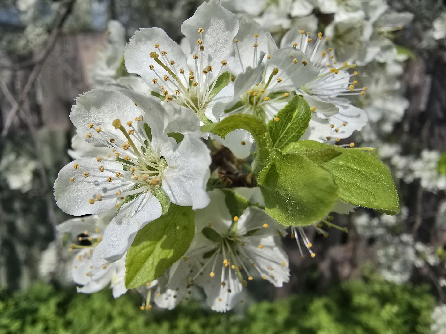 Коломна, цветение растений, майские праздники,