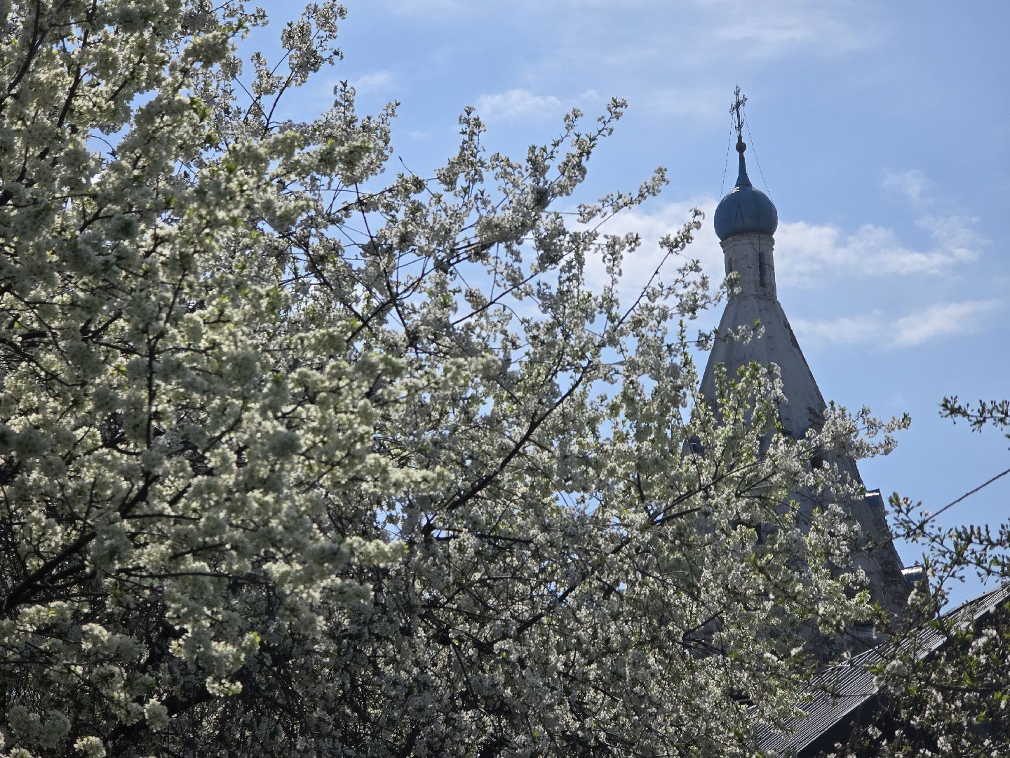 Коломна, цветение растений, майские праздники,