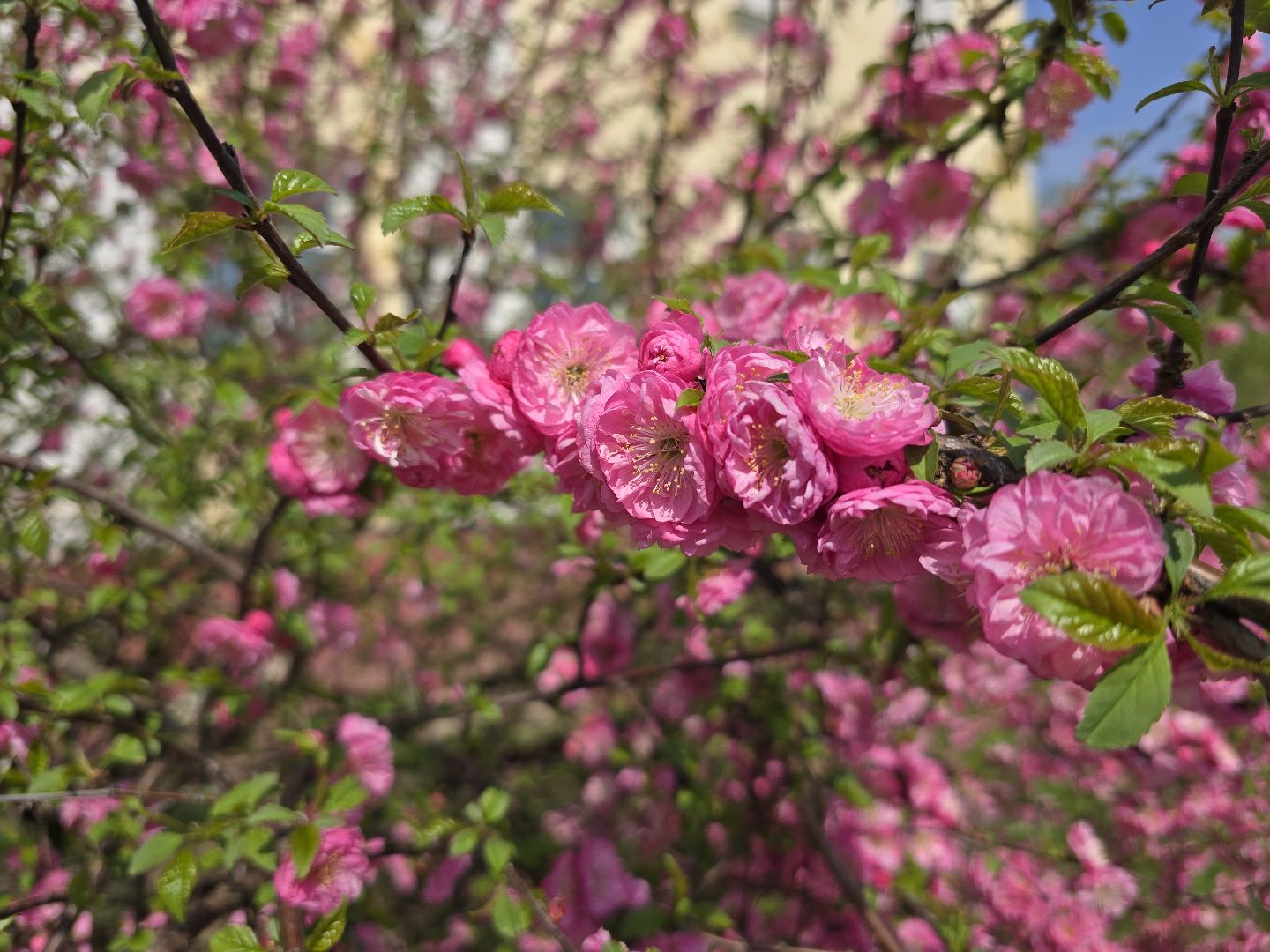 Коломна, цветение растений, майские праздники,