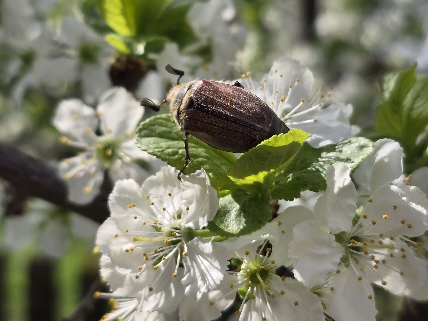 Коломна, цветение растений, майские праздники,