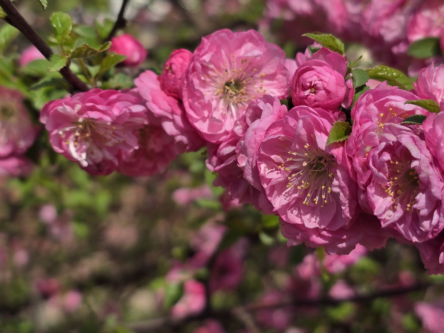 Коломна, цветение растений, майские праздники,