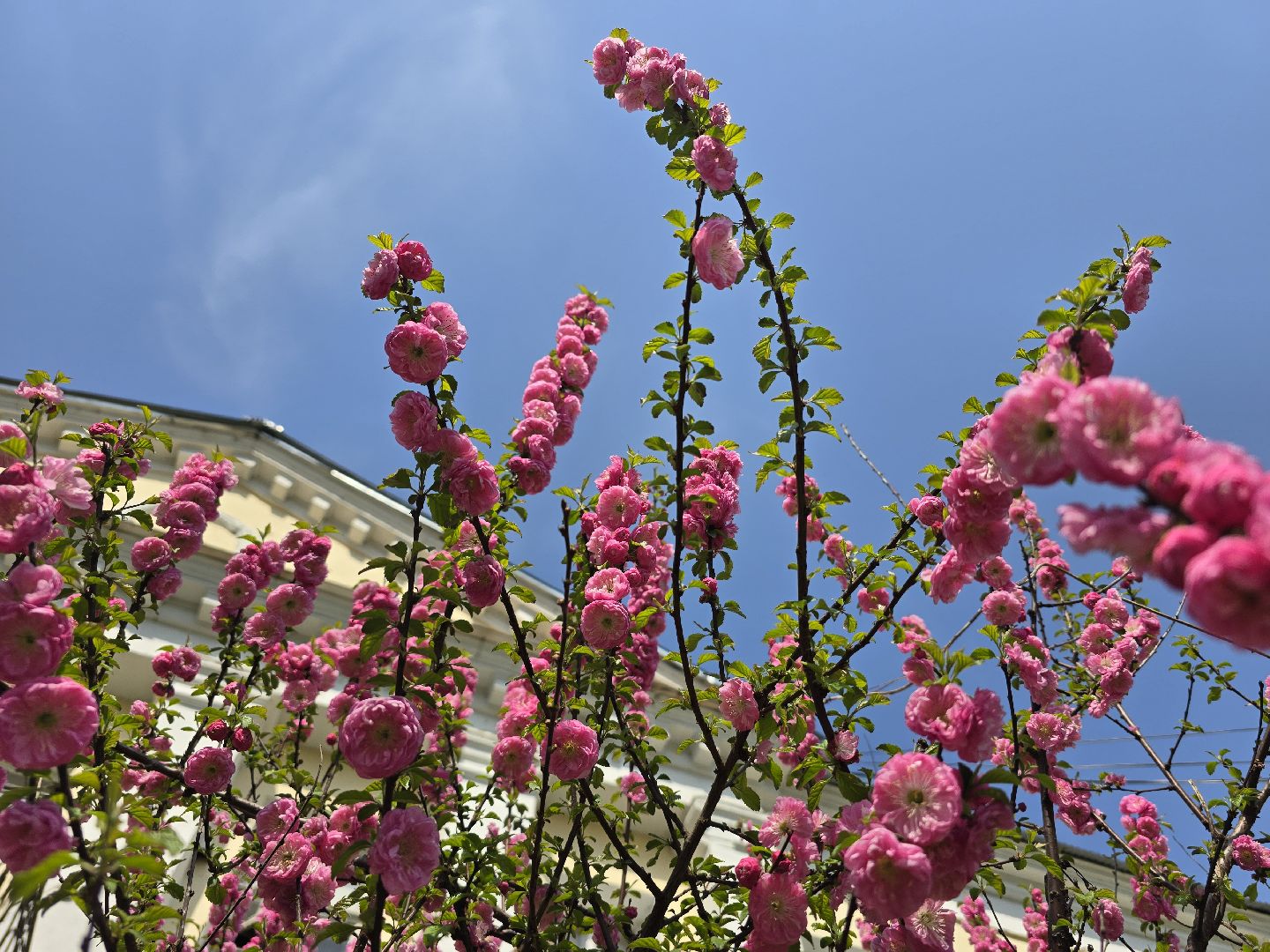Коломна, цветение растений, майские праздники,