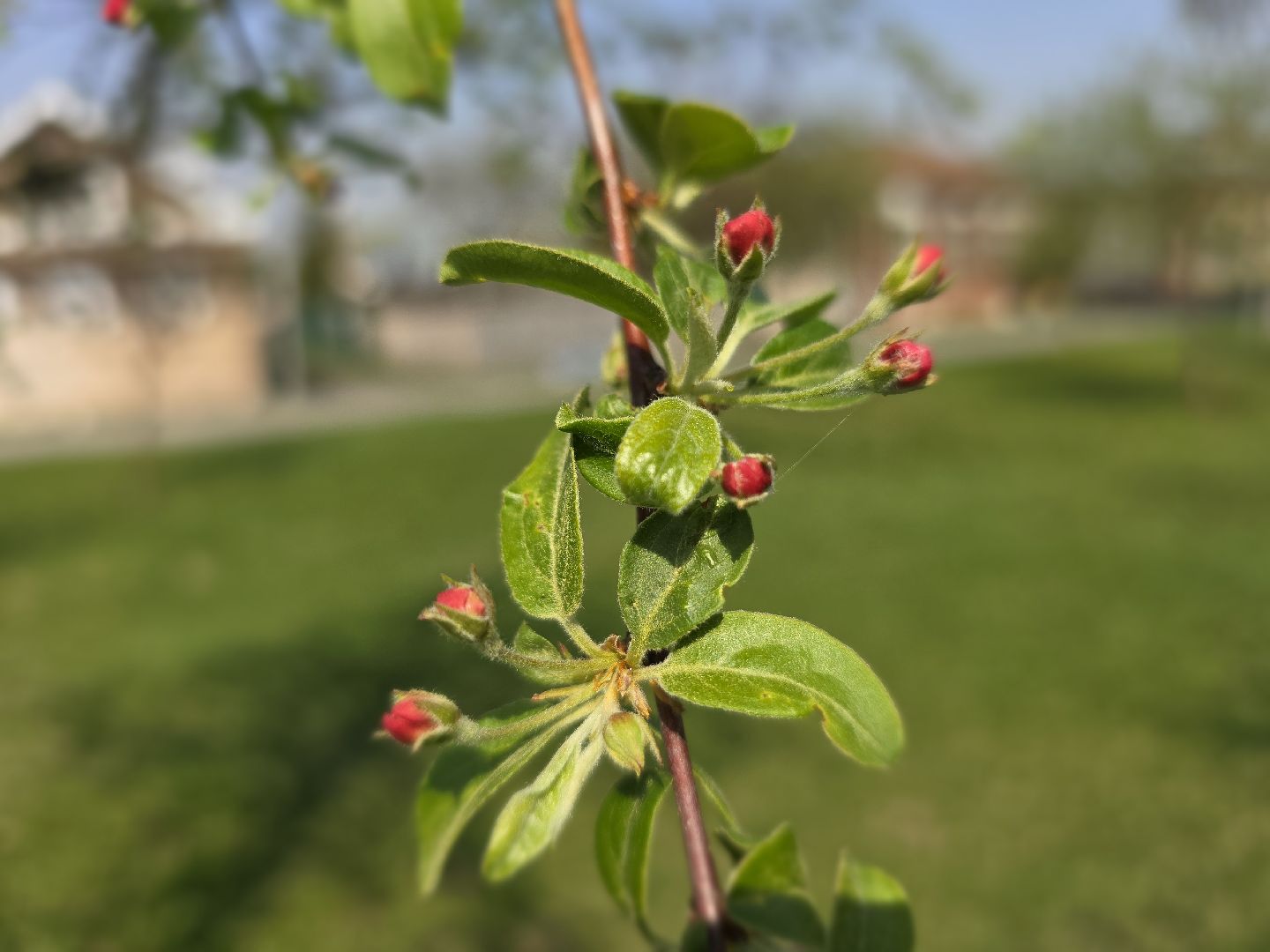 Коломна, цветение растений, майские праздники,