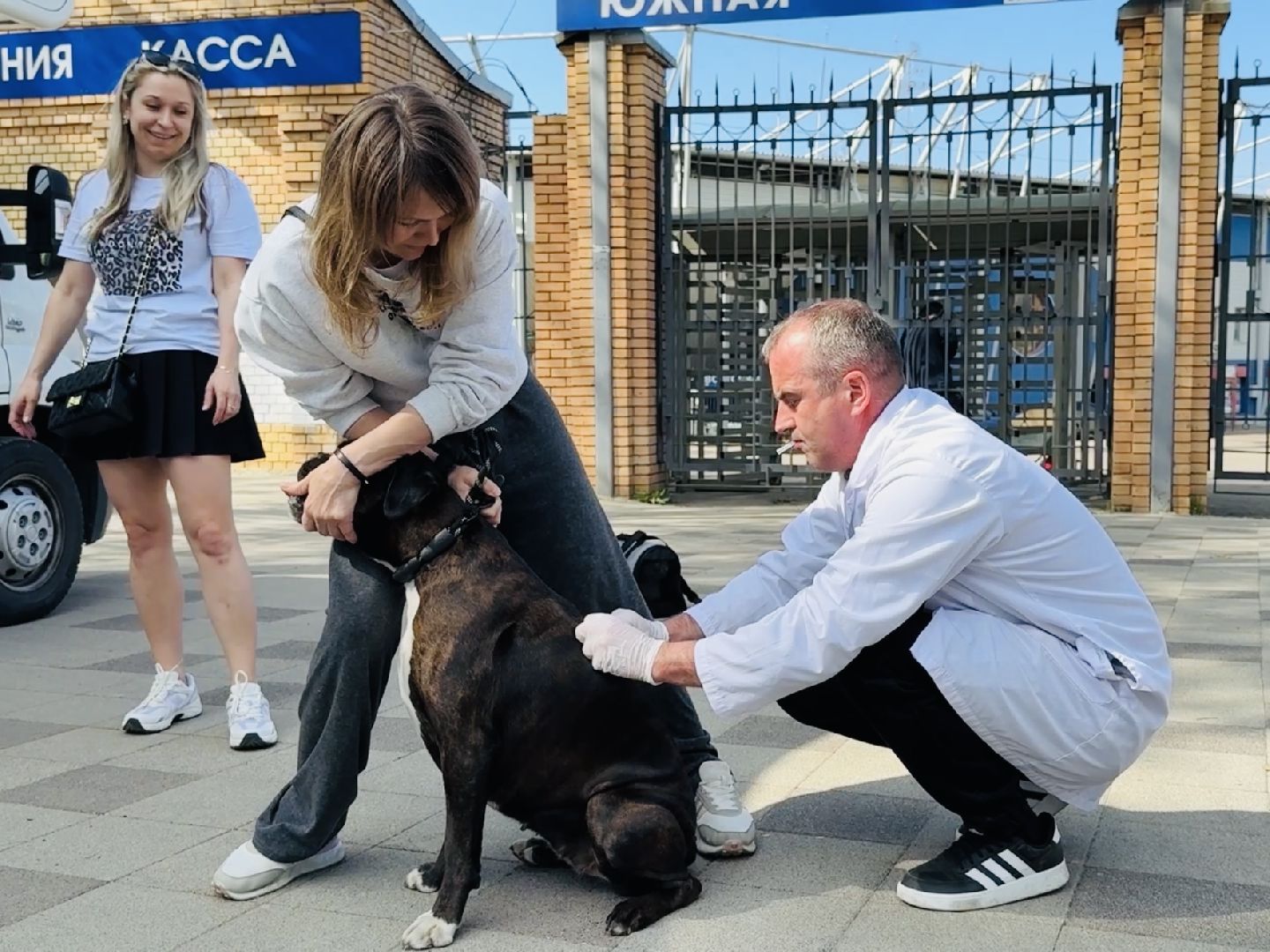 раменское, ветеринар, вакцинация животных, бешенство, чипирование, регистрация животных,