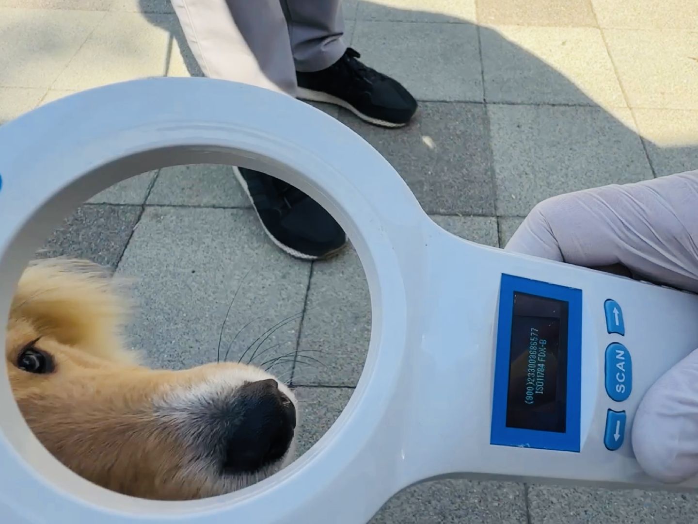 раменское, ветеринар, вакцинация животных, бешенство, чипирование, регистрация животных,