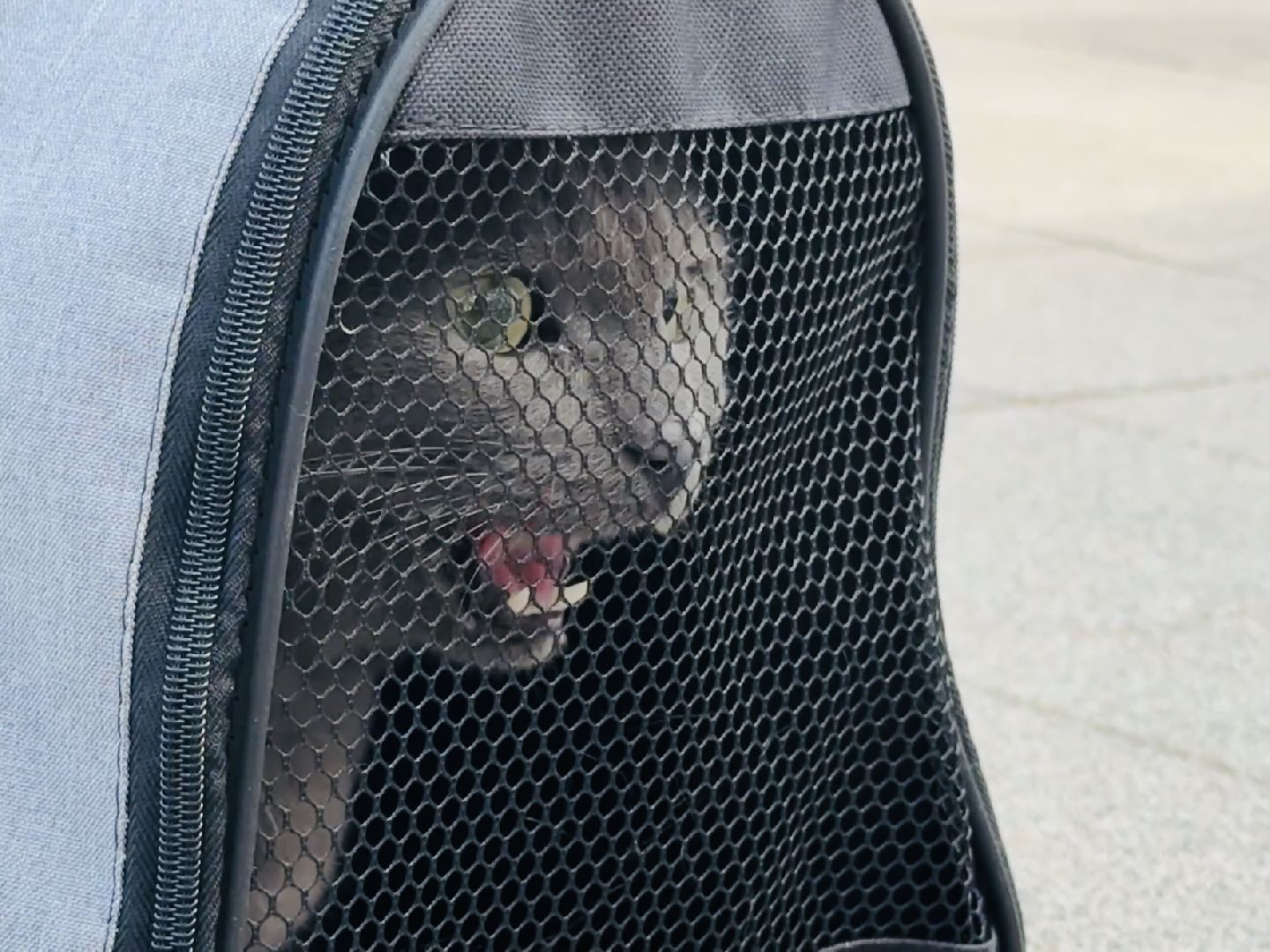 раменское, ветеринар, вакцинация животных, бешенство, чипирование, регистрация животных,